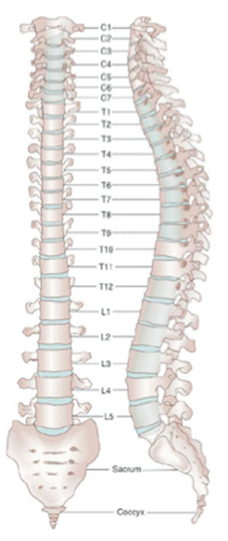 Spinal core